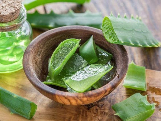Should Aloe Vera Be Used On Hair Daily