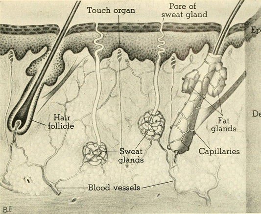 Are Hair Cells Dead